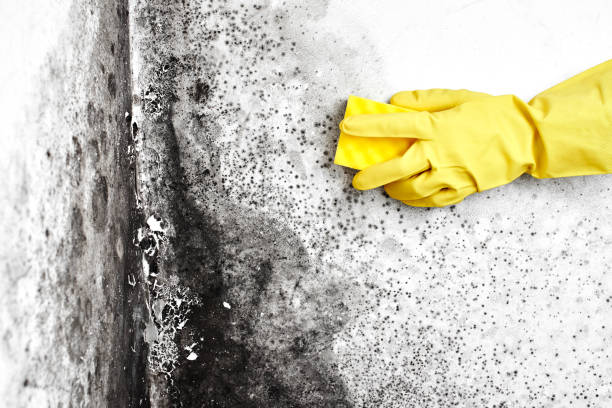 Best Airborne Mold Testing  in Manchester, MI