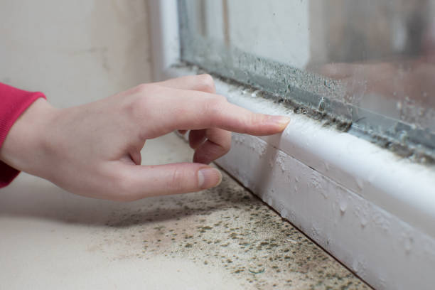 Best Environmental Consulting for Mold Prevention  in Manchester, MI